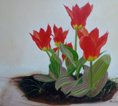Tulips